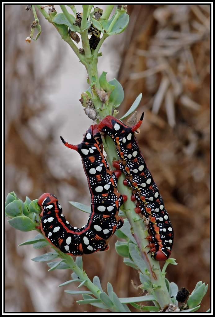 Bruchi di Hyles euphorbiae